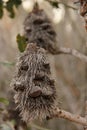 Banksia Cone