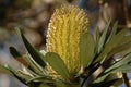 Banksia Flower