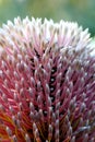 Banksia Flower