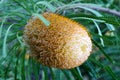 Banksia Flower