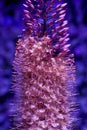 Banksia flower,australia native plant, recolored to blue and lilac tones Royalty Free Stock Photo