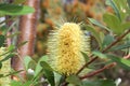 Banksia Flower Royalty Free Stock Photo