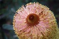 Banksia flower close