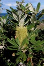 Banksia flower