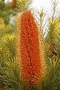 orange Banksia flower growing in the garden Royalty Free Stock Photo