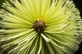 Banksia Flower Macro Black Background