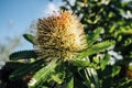 Banksia Flower Macro natural Background Royalty Free Stock Photo