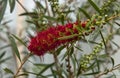 Banksia flower Royalty Free Stock Photo