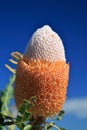 Banksia Flower,Wildflower,West Australia