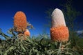 Banksia Flower,Wildflower, Western Australia