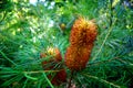 Banksia Flowers Royalty Free Stock Photo