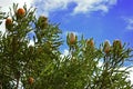 Banksia flowers Royalty Free Stock Photo