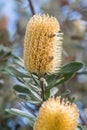 Banksia flowers, cones and bees Royalty Free Stock Photo