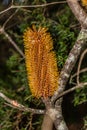 Banksia hairpin, Blue Mountains National Park, Australia Royalty Free Stock Photo