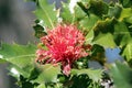 Banksia Ilicifolia Holly leaf Banksia