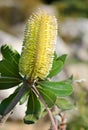 Banksia integrifolia