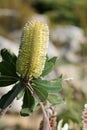 Banksia integrifolia Royalty Free Stock Photo