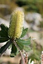 Banksia integrifolia