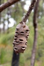 Banksia integrifolia seed