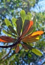 Banksia leaves back lit by sunlight