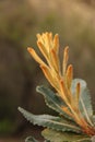 Banksia leaves