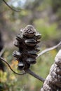 Banksia Proteaceae - fruits, New South Wales