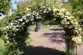 Banksia rose arch Royalty Free Stock Photo