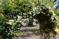 Banksia rose arch Royalty Free Stock Photo