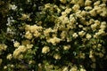 Banksia rose arch Royalty Free Stock Photo