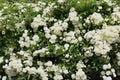 Banksia rose blossoms