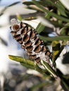 Banksia Seed Pod Royalty Free Stock Photo