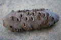 Banksia seed pod Royalty Free Stock Photo