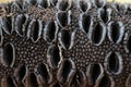 A banksia seed pod Royalty Free Stock Photo