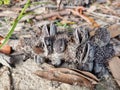 Banksia Seed pod on the ground in leaf litter Royalty Free Stock Photo