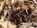 Banksia Seed pod on the ground in leaf litter Royalty Free Stock Photo