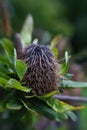 Banksia serrata