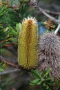 Banksia or Pygmy Possum on Lake Dove, Tasmania Royalty Free Stock Photo