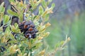 Banksia serrata cone and new growth after a bushfire
