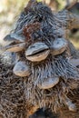 Banksia serrata, old man banksia