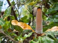 Banksia serrata wild flower on its branch in Australia forest.