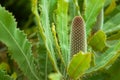 Banksia Solandri Plant from Maui