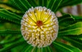 Banksia spinulosa or Coastal cushion flower Royalty Free Stock Photo