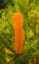 Banksia Spinulosa has beautiful candle like flower heads that appear providing nectar for birds and bees Royalty Free Stock Photo