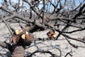 Burnt Banksia tree