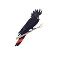 Banksian, red tailed black cockatoo sitting on branch. Tropical parrot with fluffed crest. Exotic bird, australian wild Royalty Free Stock Photo