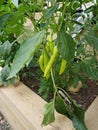 Banna pepper plant
