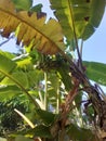 Banna tree at my garden in sri lanka