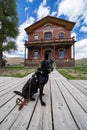 Black labrador retreiver dog enjoys a day at Bannack Ghost Town, a pet friendly park, in front