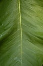 Bannana Leaf Royalty Free Stock Photo