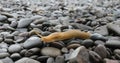 Bannana Slug Washington Coast Royalty Free Stock Photo